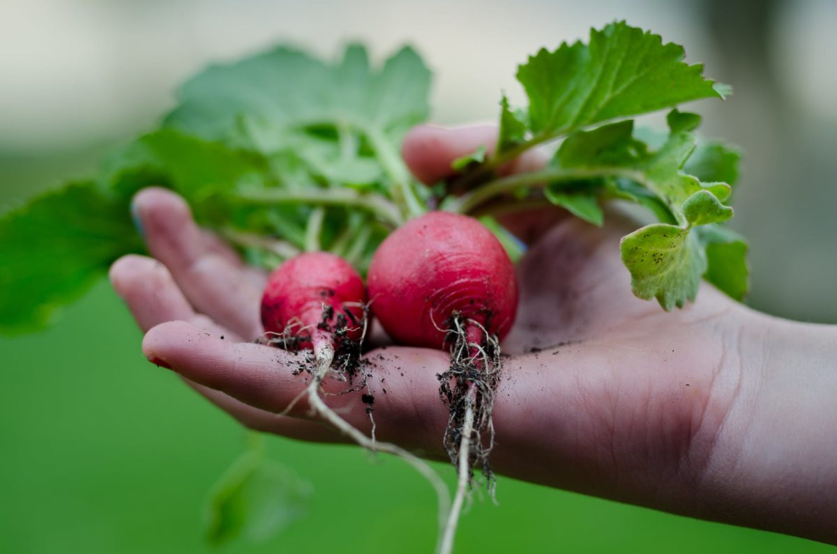 Farming, Climate and Judaism